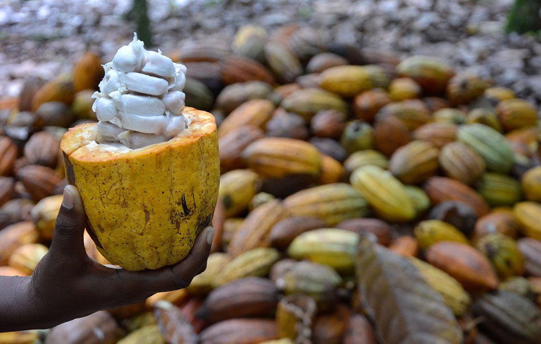 Produccion de cacao organico