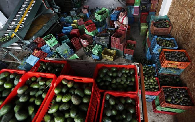 En mexico los aguacates dejan dinero pero atraen a carteles (1)