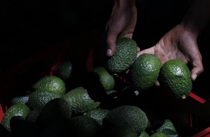 En mexico los aguacates dejan dinero pero atraen a carteles (2)