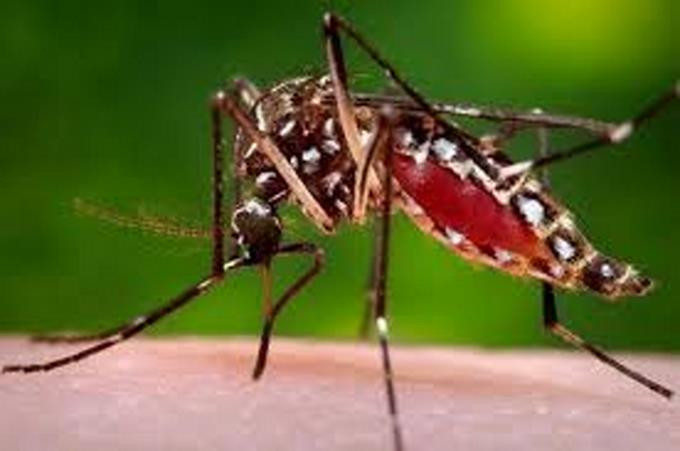 Detectan 1er caso de dengue por transmision sexual en europa pareja habia estado en rd y cuba