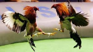GALLOS