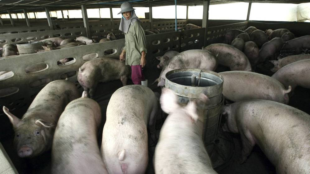 Cientificos chinos alertan de una gripe porcina que podria transmitirse a humanos