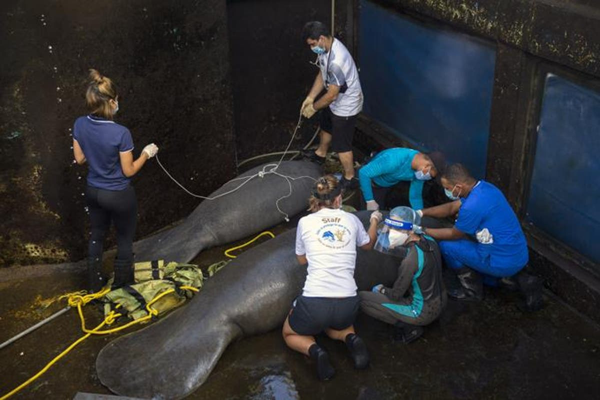 El Acuario Dominicano prepara a tres manatíes para la vida en la naturaleza
