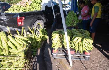 03012023 precio de los platanos 01 44ac6e6e focus min0.6 min0.61 375 240