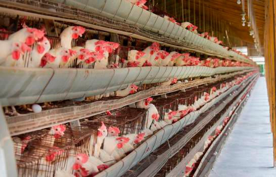 Gallinas ponedoras 01 11160833 20190122183904 12176690 20190905152225