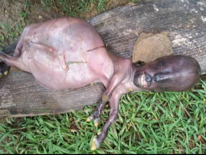 Chivo humano