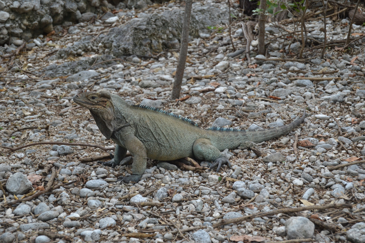 Foto 2 Iguana Rinoceronte de Yolanda Leon (2)