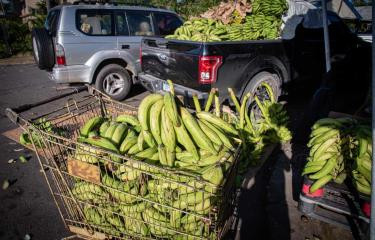 03012023 precio de los platanos 02 437cff61 focus 0 0 375 240
